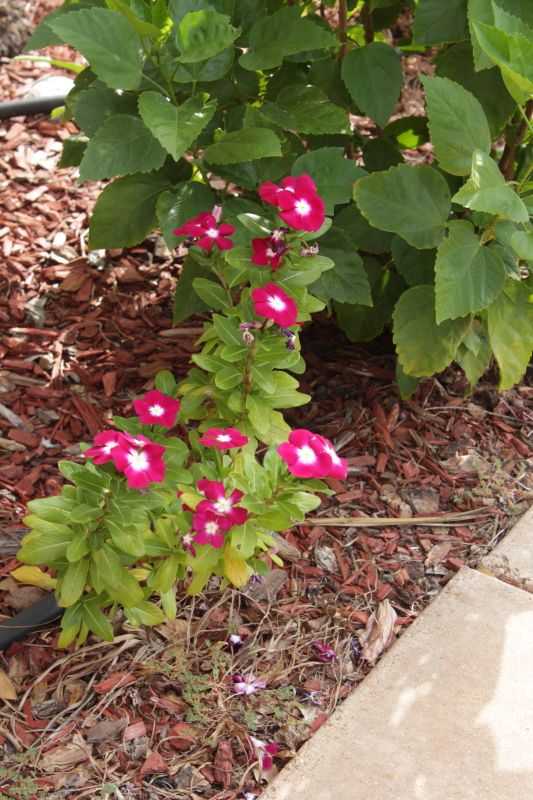 IMAGE: http://i1058.photobucket.com/albums/t403/gilbean53/IMG_6322.jpg