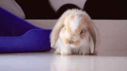  photo roll-over-bunny.gif
