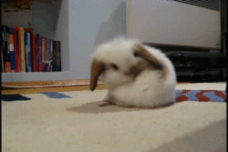  photo tumblr_m1rmbppLUt1r9ygqz.gif