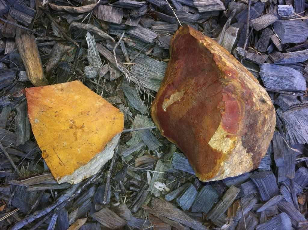 australian blue bell