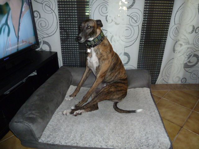 dog beds costco adorable between $30 & $40 costco kirkland dog beds costco adorable between $30 & $40 costco kirkland