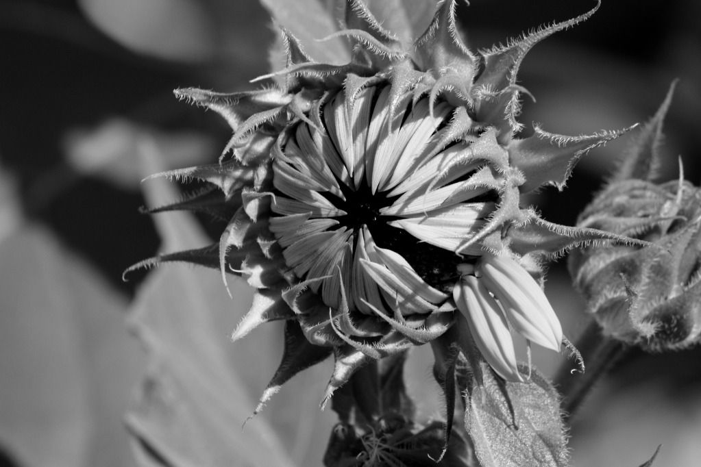 IMAGE: http://i1058.photobucket.com/albums/t412/kukulkan67/11891of1.jpg