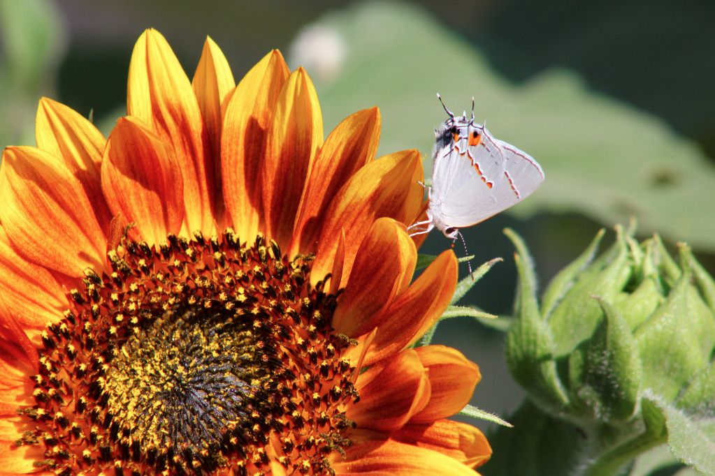 IMAGE: http://i1058.photobucket.com/albums/t412/kukulkan67/11921of1.jpg