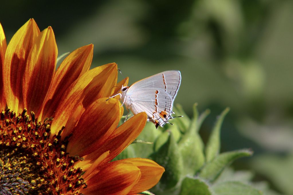 IMAGE: http://i1058.photobucket.com/albums/t412/kukulkan67/11991of1.jpg