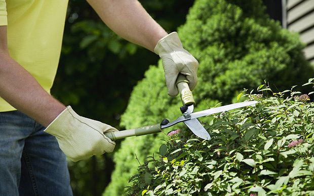  photo Pruning-hedges_3254828b_zpslun32huu.jpg