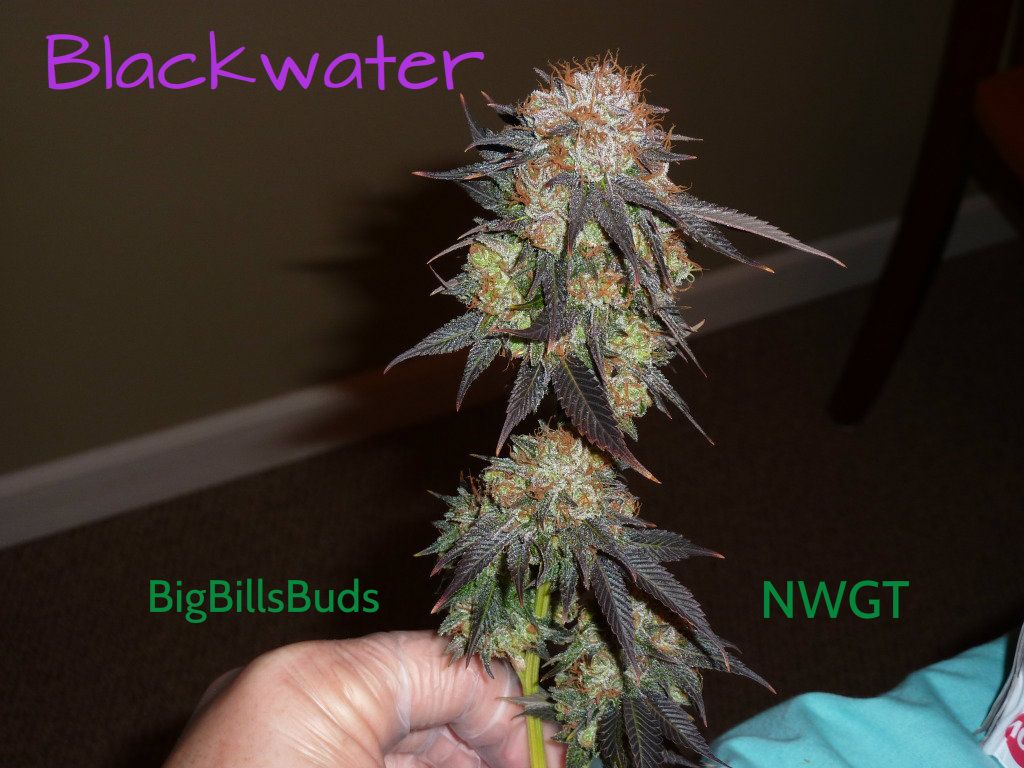 Bigbillsblackwater4.jpg