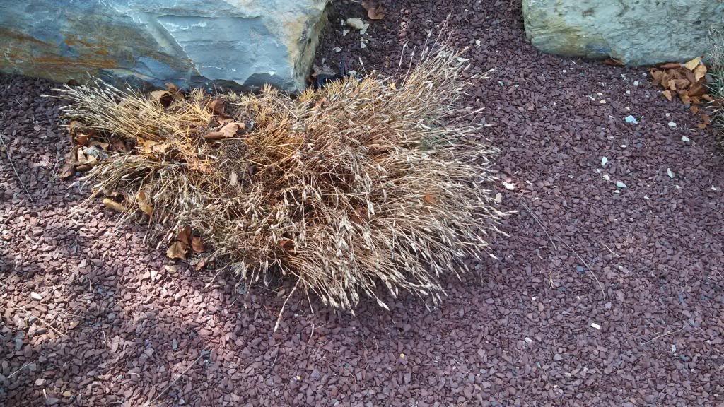  photo dianthuscrispy.jpg