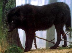 black wolf