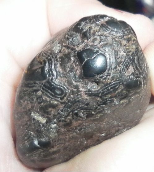 Strange looking rock ID please? - Discuss Fossils